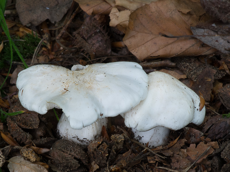 Tricholoma columbetta